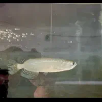 آروانا کوتوله