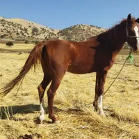 11عدد نریان ومادیان