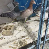 کوهی دورگ|پرنده|باوی, |دیوار