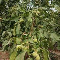 گردو تخم پیوندی|خدمات باغبانی و درختکاری|سامان, |دیوار