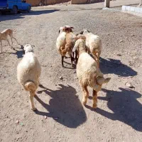 گوسفند کاور ماده|حیوانات مزرعه|کلیائی, |دیوار