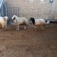 قوچ|حیوانات مزرعه|هلیلان, |دیوار