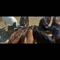 21 راس بزغاله پروار فوق العاده چاق