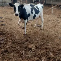 فروش یک راس گاو هولشتاین ۲۰ کیلو شیر