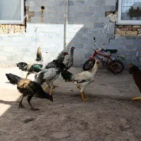 مرغ و خروس لاری و دورگه جوجه خروس جوجه مرغ تخمگذار|حیوانات مزرعه|تاکستان, |دیوار