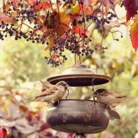 طراحی گلی جون آمل|خدمات حمل و نقل|شوشتر, |دیوار