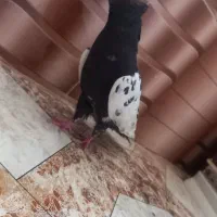 کفتر کبوتر  صید|پرنده|مشهد, کارمندان دوم|دیوار