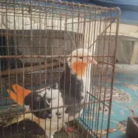 کفتر طوقی خاص