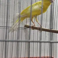 جفت گرینچیک دستی بالغ،قناری نر ،جفت برزیلی بالغ|پرنده|چهارباغ, |دیوار