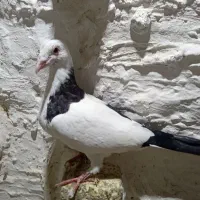 کفترنرابلغ300|پرنده|شیروان (خراسان), |دیوار