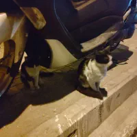 نیاز به سرپرست فوری گربه مادر و بچه|گربه|تهران, دهقان|دیوار