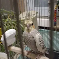 عروس هلندی رنگ مرواریدی تو دهنه پریده گم کردم