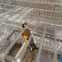 سره بومی تفریجان