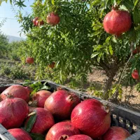 فروش انار تازه باغی در چترود