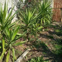 درختچه  و گل یوکا از نیم متر تا یک مترو نیم