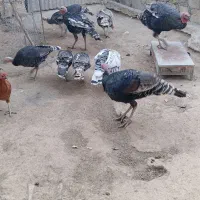 بوقلمون|حیوانات مزرعه|چگنی, |دیوار