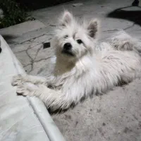 سگ پامرین|سگ|محمدشهر, محمدشهر|دیوار