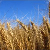 گندم تمیز فروشی تمیز