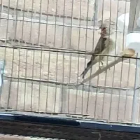 سقا وسهره قناری