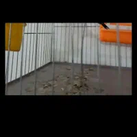 سینه سیاه درشت کشیده نر جوجه اول