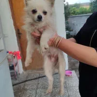 فروش پامرانین خرسی و روباهی نر و ماده|سگ|بابلسر, |دیوار