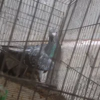 ی جف نامور|پرنده|همدان, |دیوار