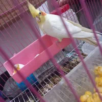 جفت‌ عروس هلندی چشم شرابی   مولد