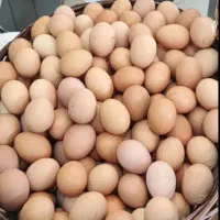 تخم مرغ خانگی