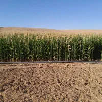 ذرت علوفه درجه ۱|عمده‌فروشی|شیروان (خراسان), |دیوار