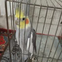 دو تا عروس هلندی نر و یکی ماده با قفس