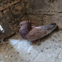 کبوتر نقش|پرنده|تفت, |دیوار