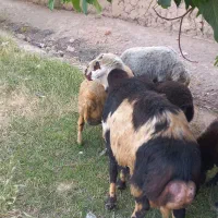 قوچ  پلنگی میش بره