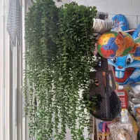 شمشاد آویزی