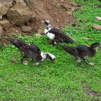 اردک ژاپنی