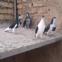 کفتر شهری|پرنده|شیراز, قلعه نو|دیوار