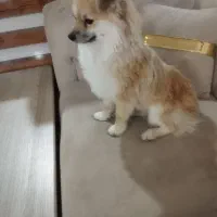 سگ پامرانین اصیل|سگ|تربتحیدریه, باغ سلطانی|دیوار