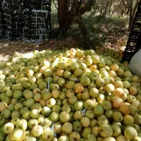 سیب ارزان  مخصوص  آبگیری و سرکه 25هزار