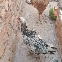 خروس ومرغ سالم