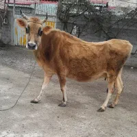 گاو جرسی اصیل حامله وشیری