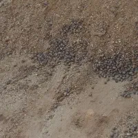 کود گوسفندی تازه