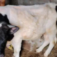 18ماه دو عدد گاو نر یک یک عدد گاو ماده می‌باشد