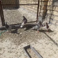 کبوتر پلاکی و یال سرخ|پرنده|شیراز, شاپورجان|دیوار
