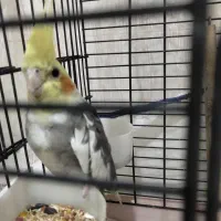 عروس هلندی بهمراه وسایل کامل