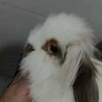 خرگوش لوپ|موش و خرگوش|اردبیل, |دیوار