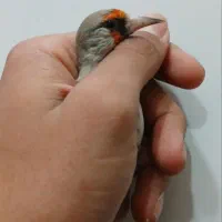 سهره کرمانی