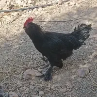 خروس جوان نژاد دار