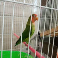 کوتوله برزیلی