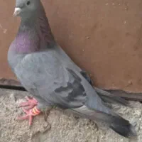 سبز چشم سیاه نر عتیقه