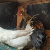 خروس جوان
