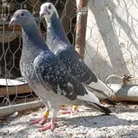 کبوتر عالی|پرنده|ملک‌آباد, |دیوار